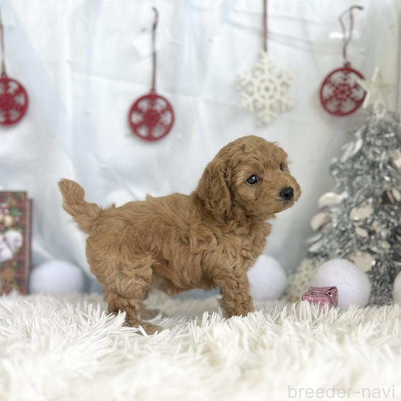 販売中の愛知県のトイプードル-432609の2枚目