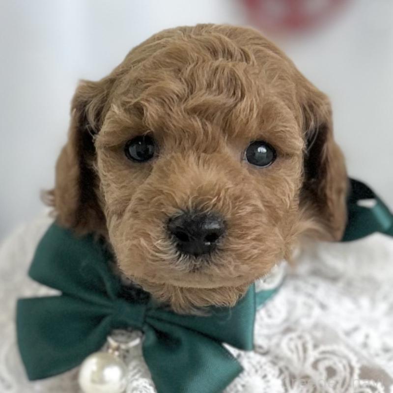 販売中の愛知県のトイプードル-432610