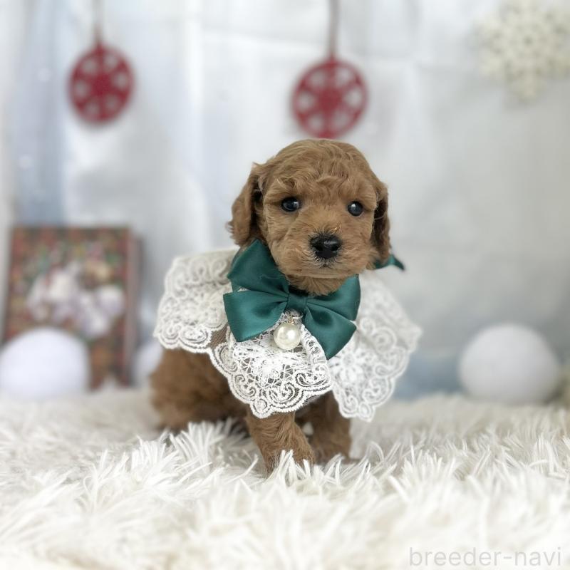 販売中の愛知県のトイプードル-432610の6枚目