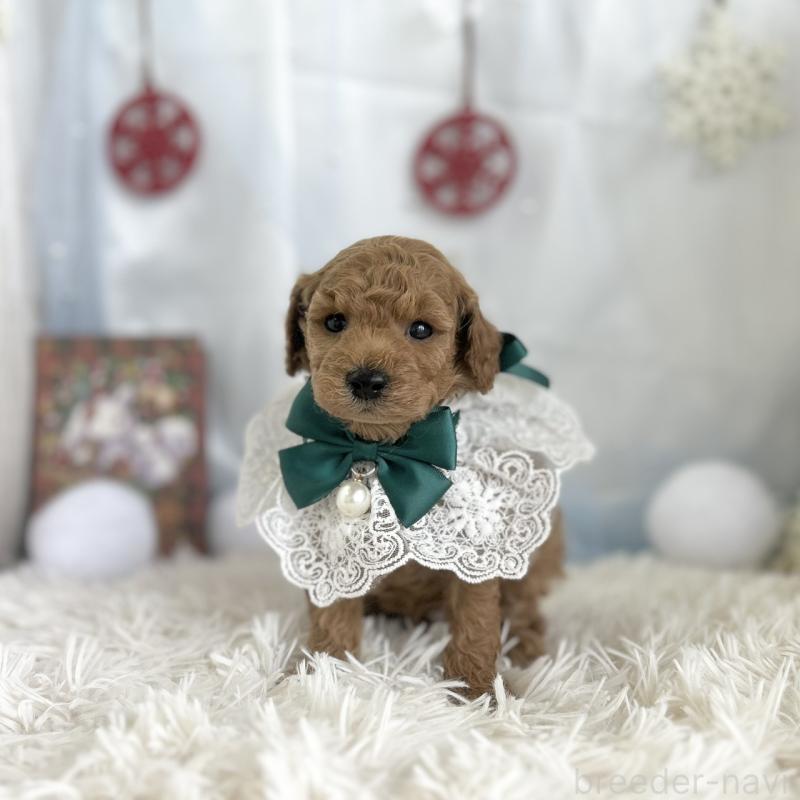 販売中の愛知県のトイプードル-432610の5枚目