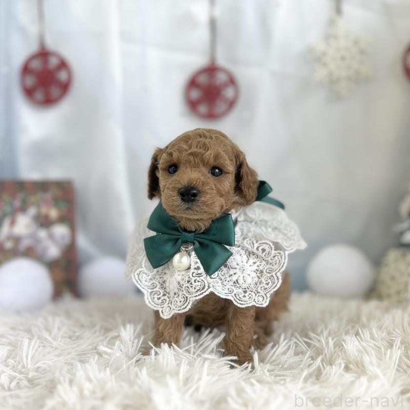 販売中の愛知県のトイプードル-432610の4枚目