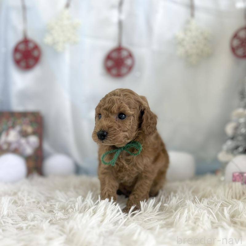 販売中の愛知県のトイプードル-432610の3枚目