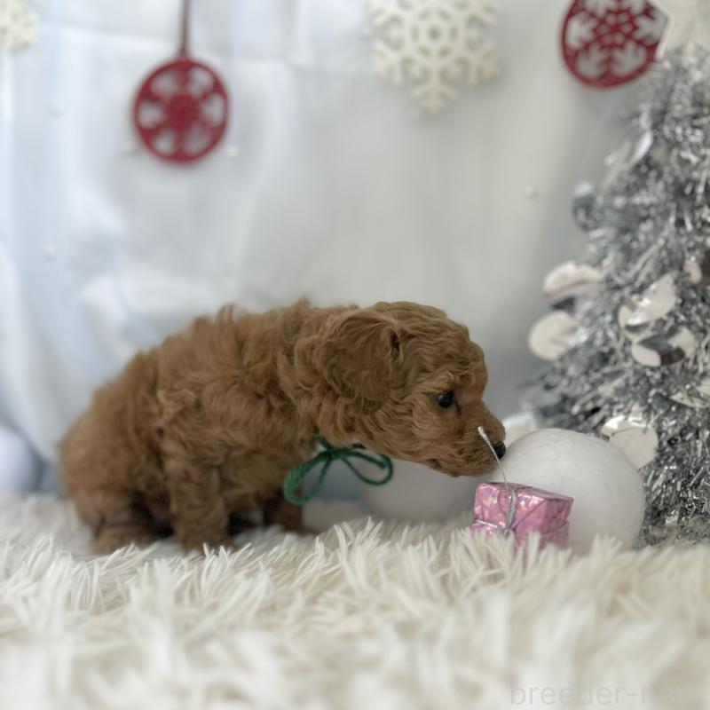 販売中の愛知県のトイプードル-432610の2枚目