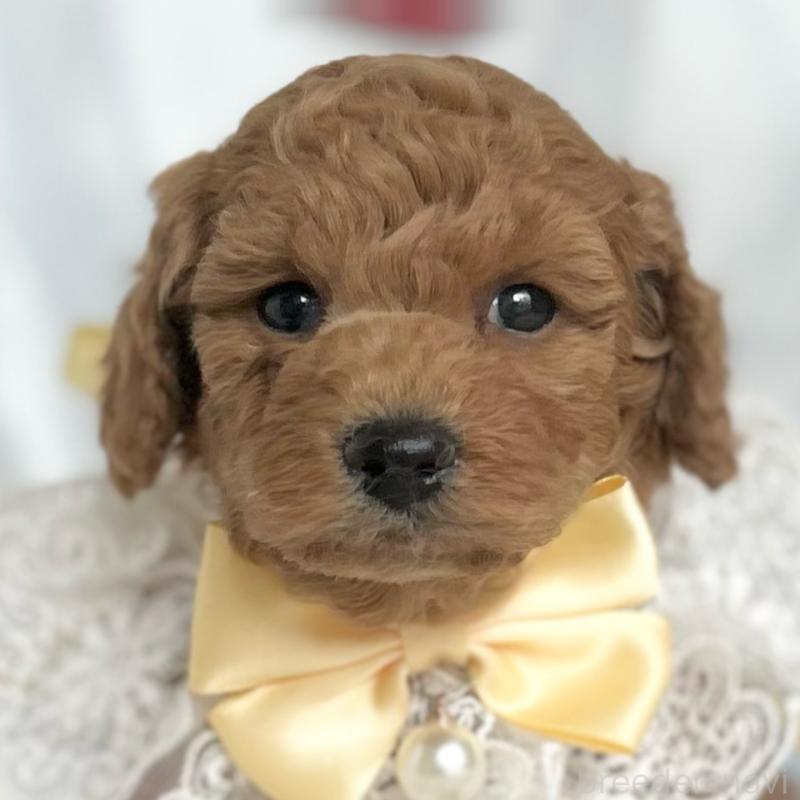 販売中の愛知県のトイプードル-432611