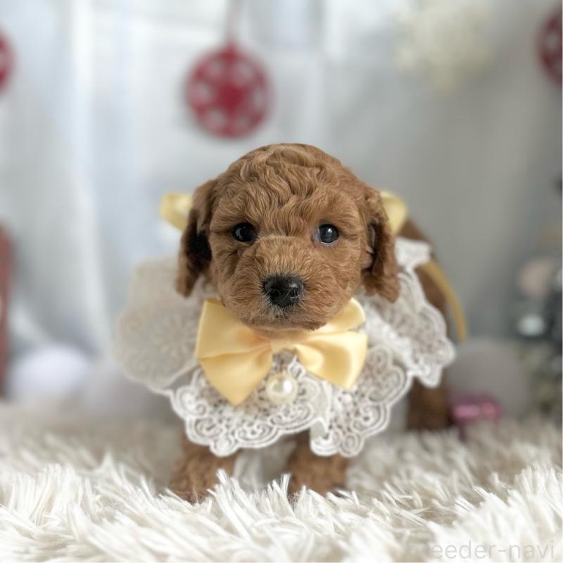 販売中の愛知県のトイプードル-432611の7枚目