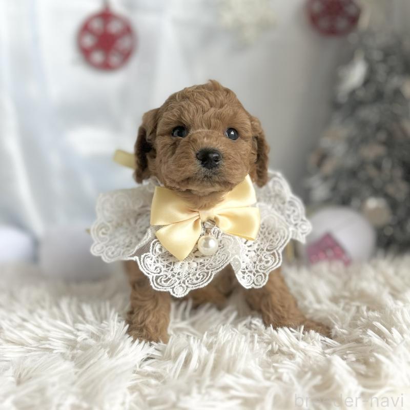 販売中の愛知県のトイプードル-432611の6枚目