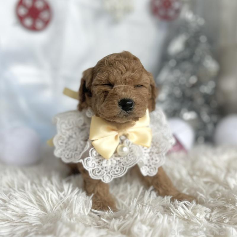 販売中の愛知県のトイプードル-432611の5枚目