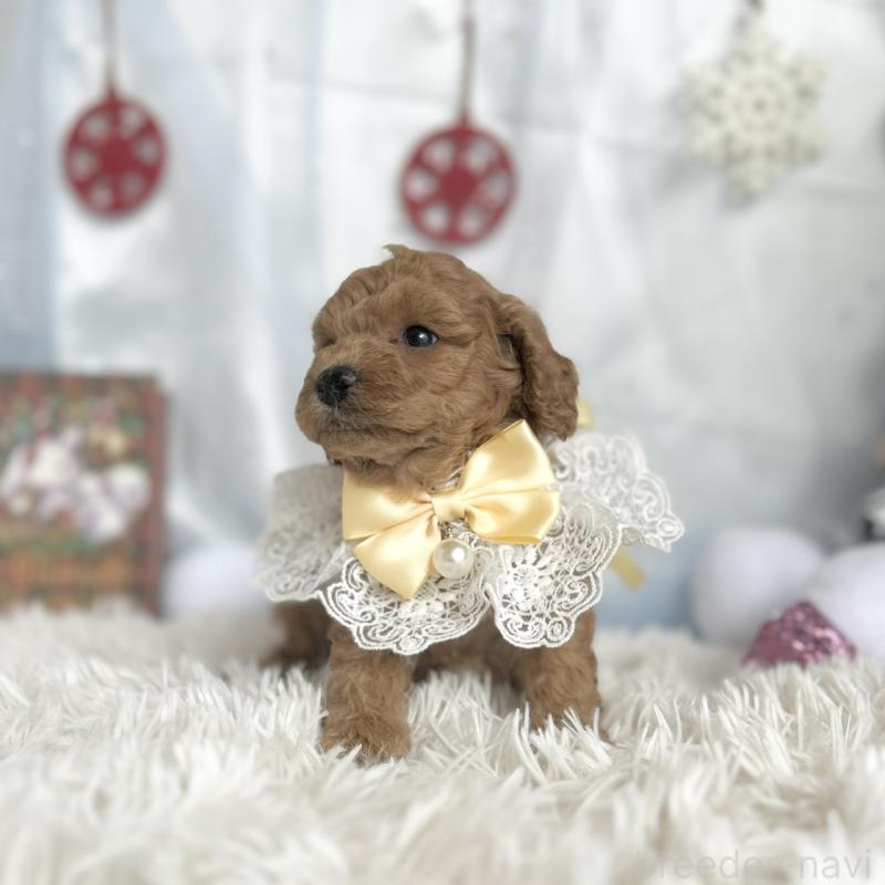 販売中の愛知県のトイプードル-432611の4枚目