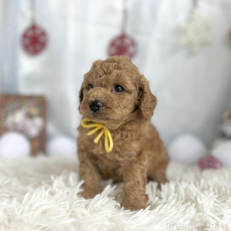 販売中の愛知県のトイプードル-432611の3枚目