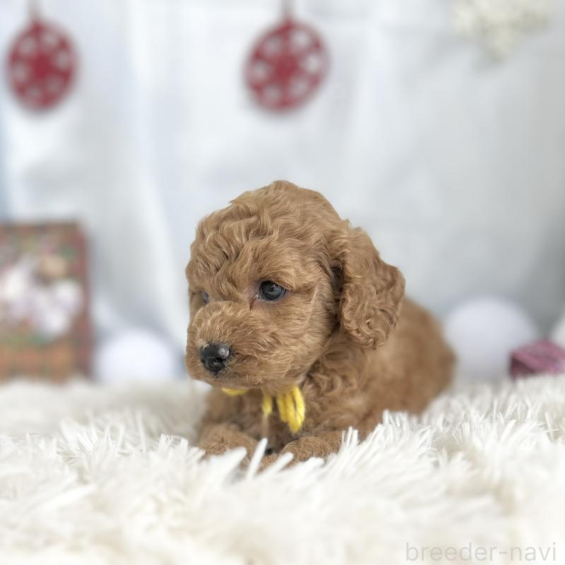 販売中の愛知県のトイプードル-432611の2枚目