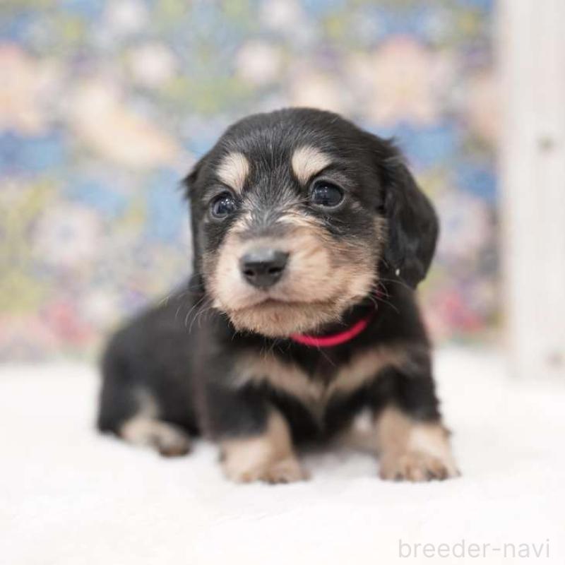 販売中の埼玉県のカニンヘンダックスフンド(ロングヘアード)-432612