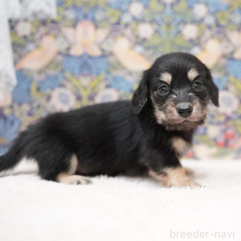 販売中の埼玉県のカニンヘンダックスフンド(ロングヘアード)-432615の1枚目