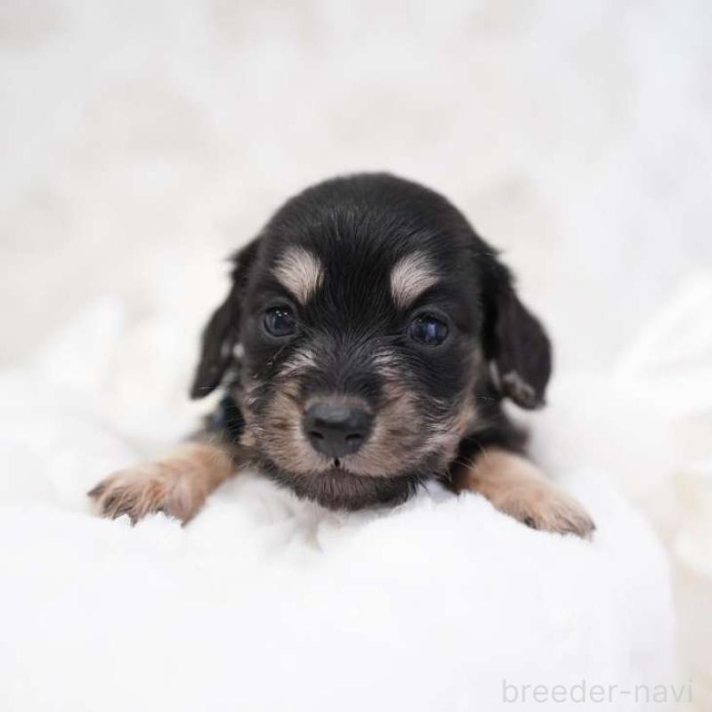 販売中の埼玉県のカニンヘンダックスフンド(ロングヘアード)-432615の7枚目