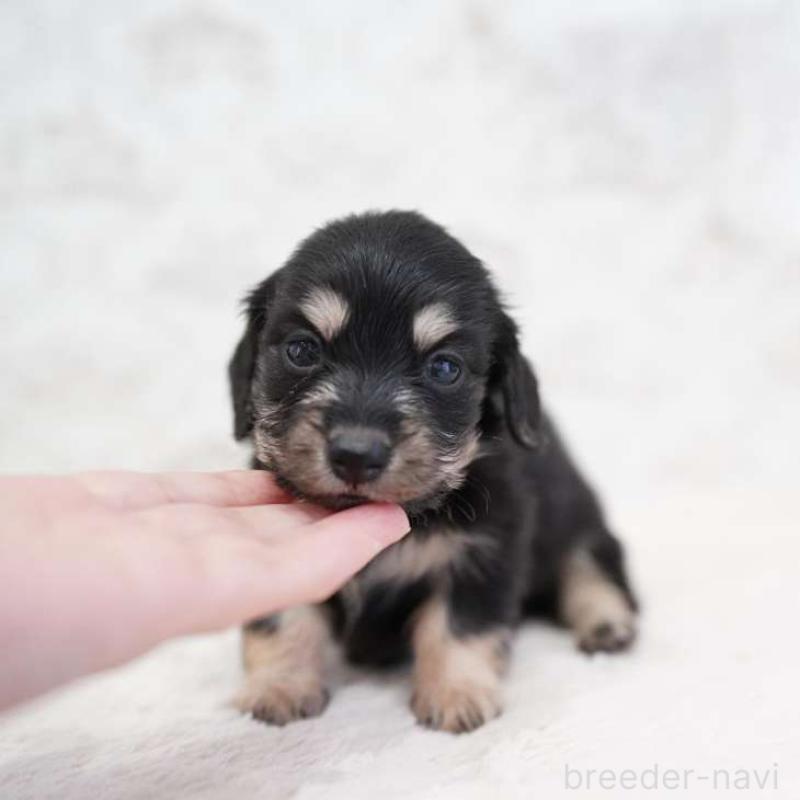 販売中の埼玉県のカニンヘンダックスフンド(ロングヘアード)-432615の6枚目