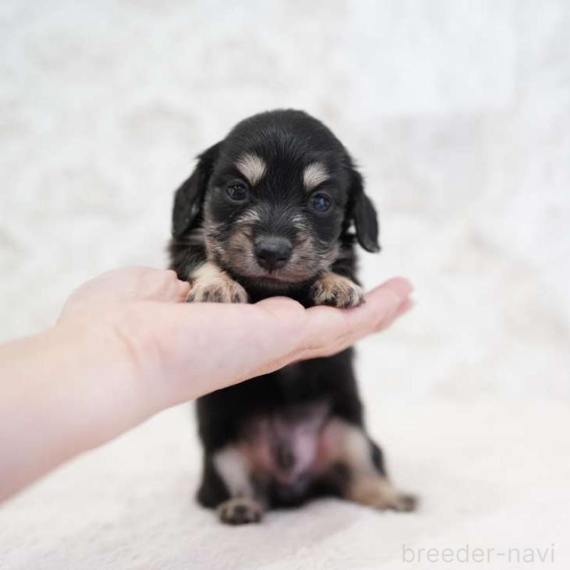 販売中の埼玉県のカニンヘンダックスフンド(ロングヘアード)-432615の5枚目