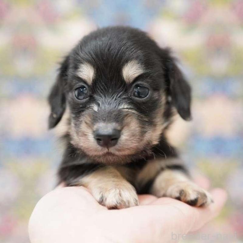 販売中の埼玉県のカニンヘンダックスフンド(ロングヘアード)-432615の4枚目