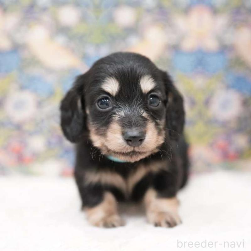 販売中の埼玉県のカニンヘンダックスフンド(ロングヘアード)-432616