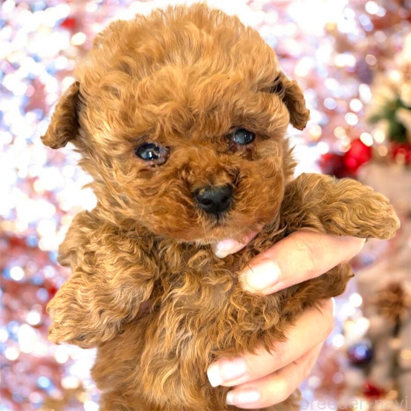 販売中の栃木県のタイニープードル-432545の2枚目