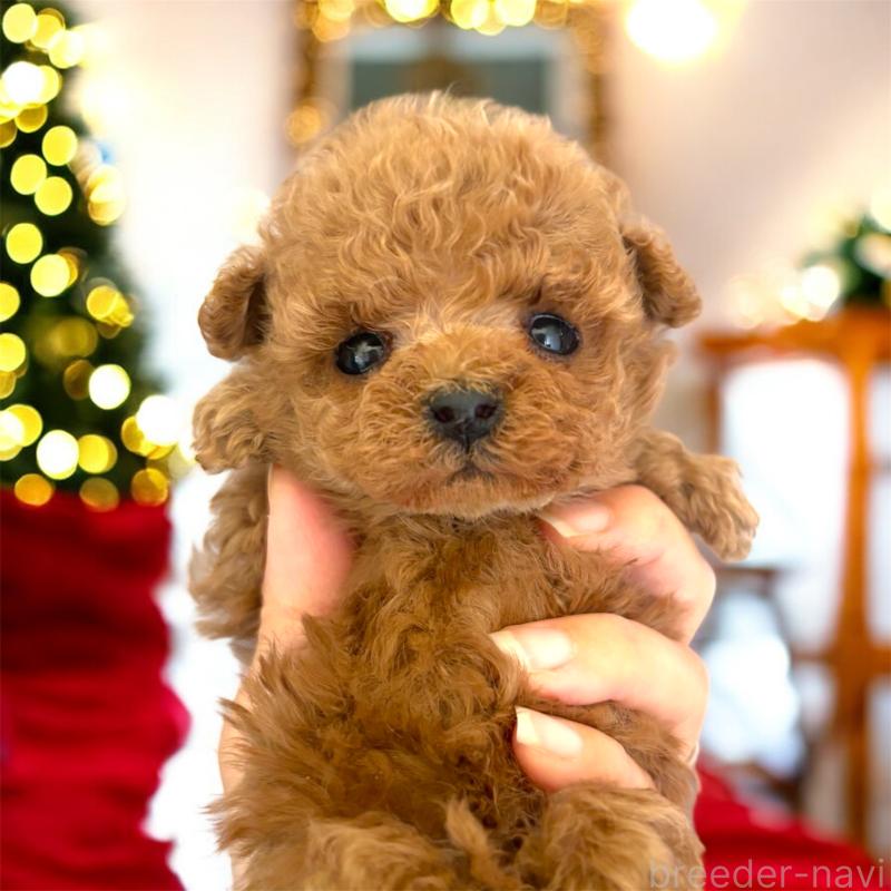 販売中の栃木県のティーカッププードル-432548の2枚目