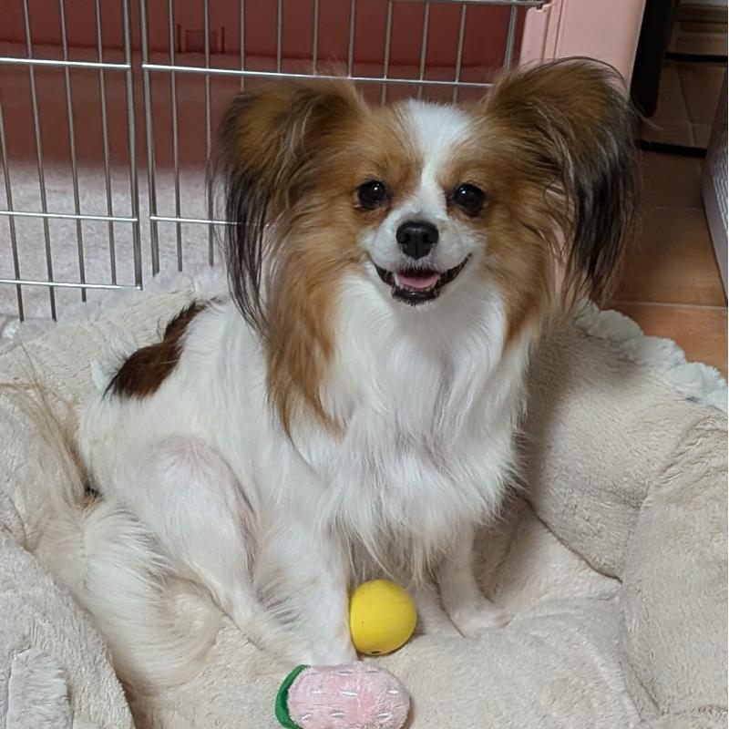 成約済の埼玉県のパピヨン-431618の11枚目