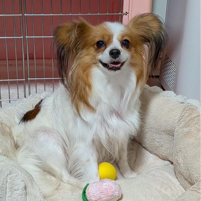 成約済の埼玉県のパピヨン-431618の10枚目