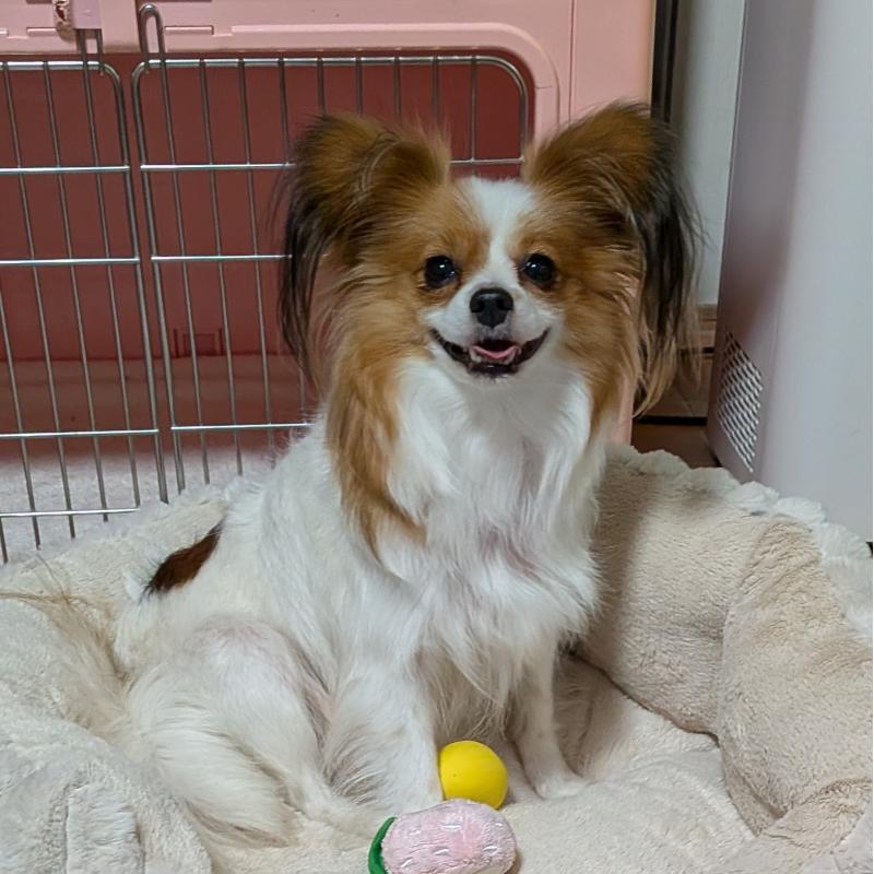 成約済の埼玉県のパピヨン-431618の9枚目