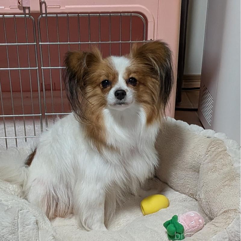 成約済の埼玉県のパピヨン-431618の8枚目