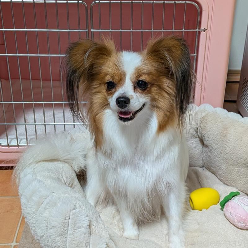 成約済の埼玉県のパピヨン-431618の6枚目