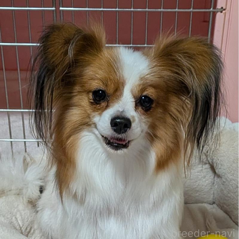 成約済の埼玉県のパピヨン-431618の5枚目