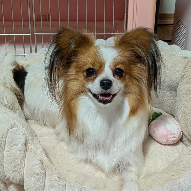 成約済の埼玉県のパピヨン-431618の4枚目