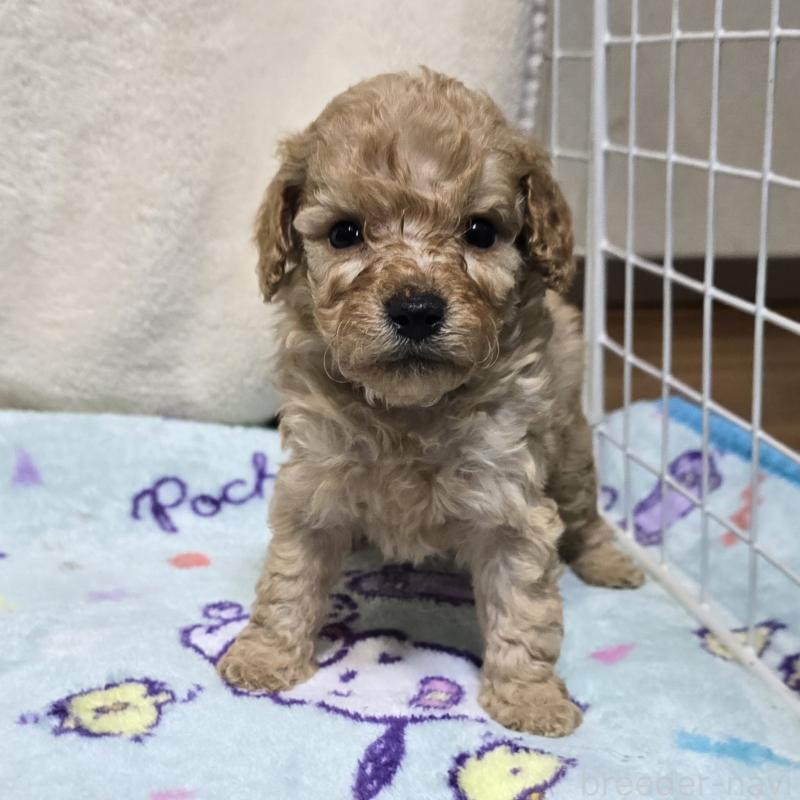 販売中の岡山県のトイプードル-430819