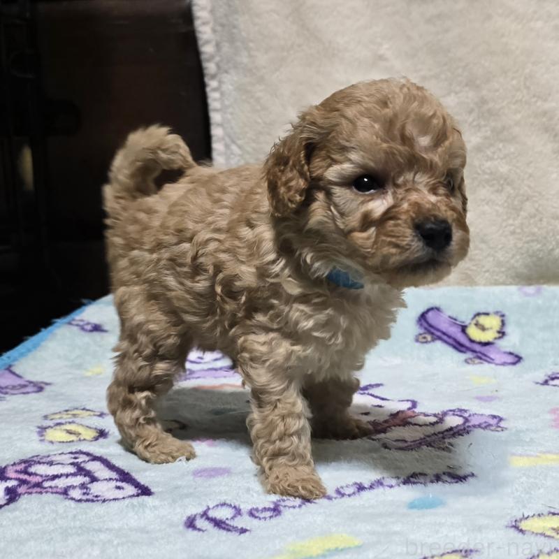 商談中の岡山県のトイプードル-430819の5枚目