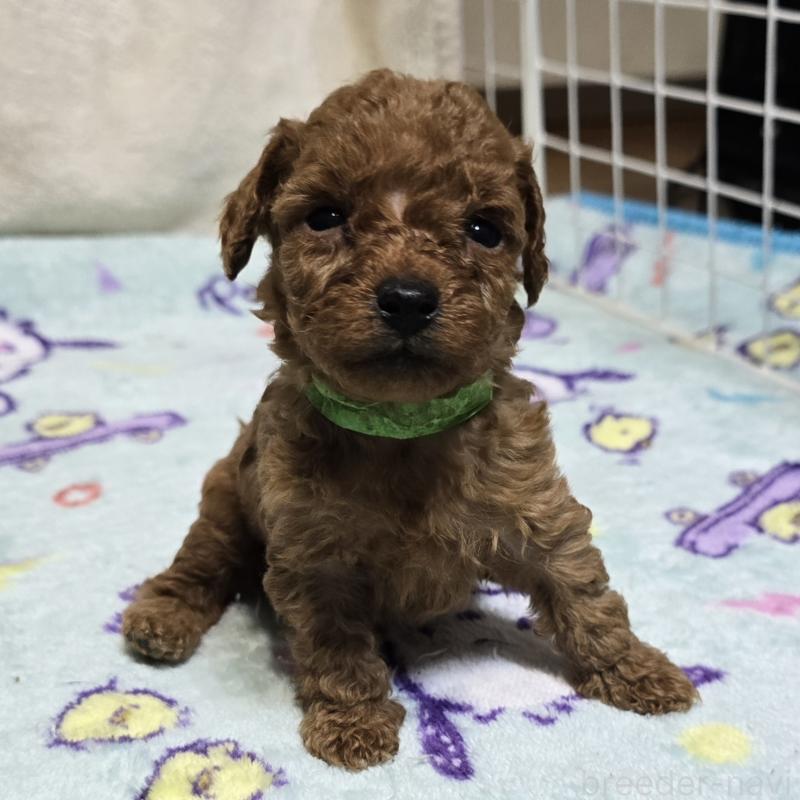 販売中の岡山県のトイプードル-430820