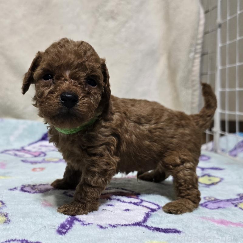 商談中の岡山県のトイプードル-430820の15枚目