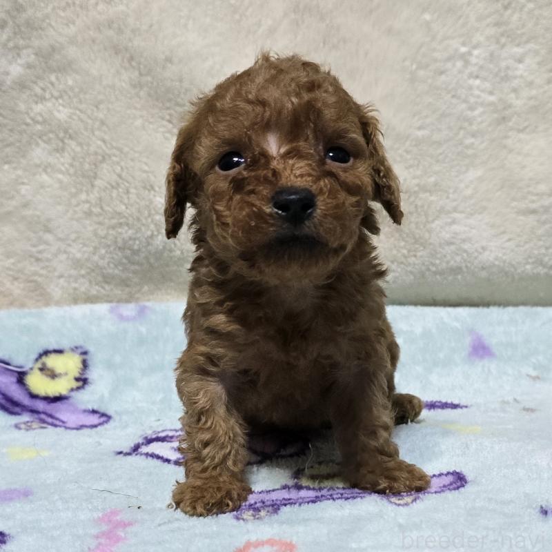 販売中の岡山県のトイプードル-430821