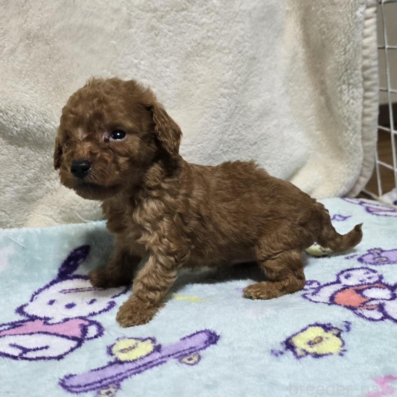 販売中の岡山県のトイプードル-430821の15枚目