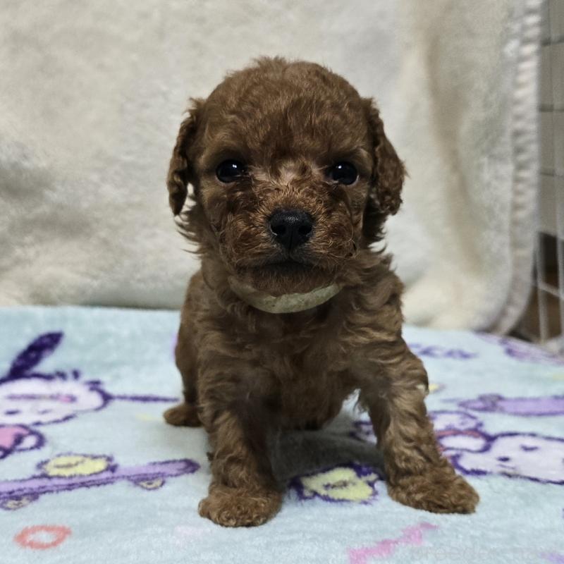 販売中の岡山県のトイプードル-430823