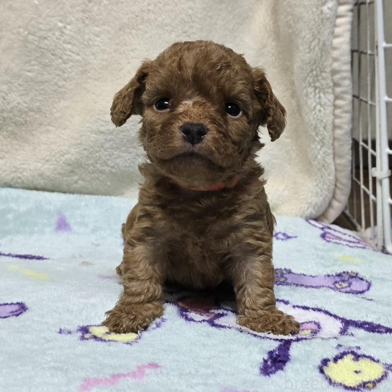 販売中の岡山県のトイプードル-430824