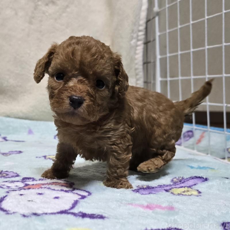 商談中の岡山県のトイプードル-430824の13枚目