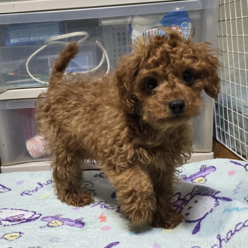 成約済の岡山県のトイプードル-411590の1枚目