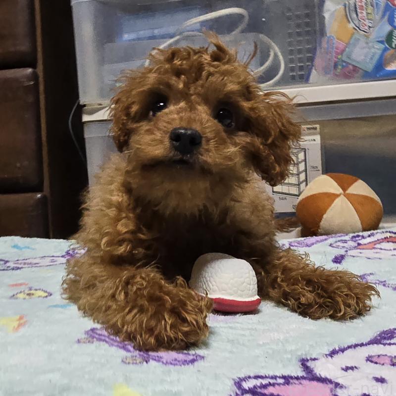 成約済の岡山県のトイプードル-411590の2枚目