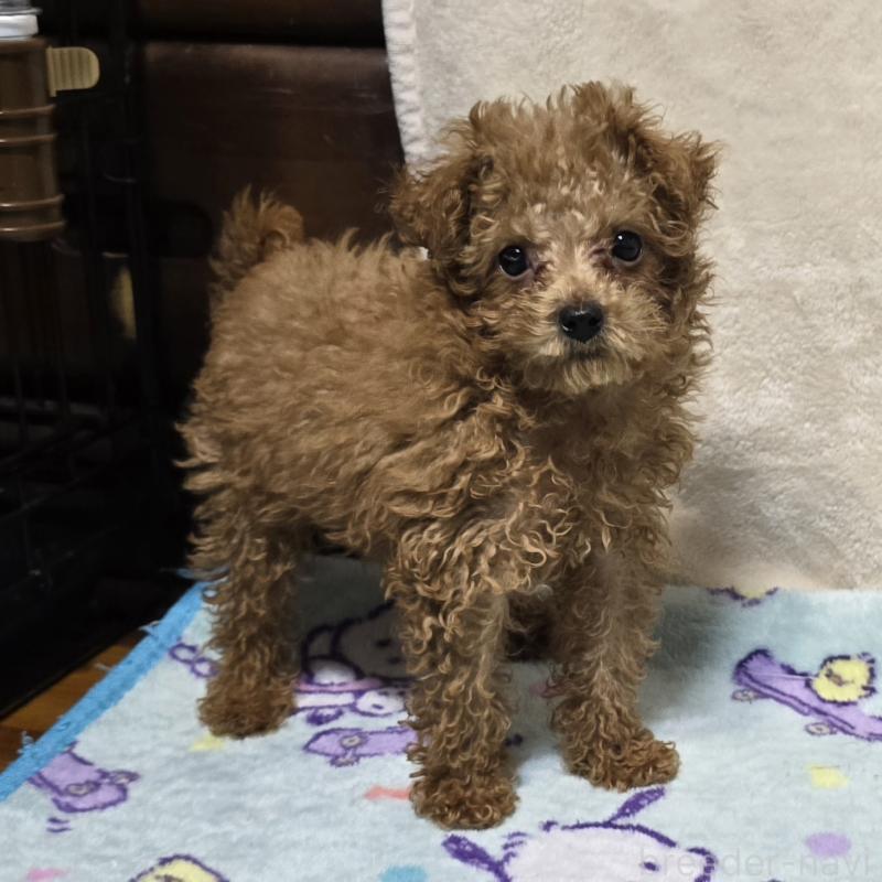 販売中の岡山県のトイプードル-419707