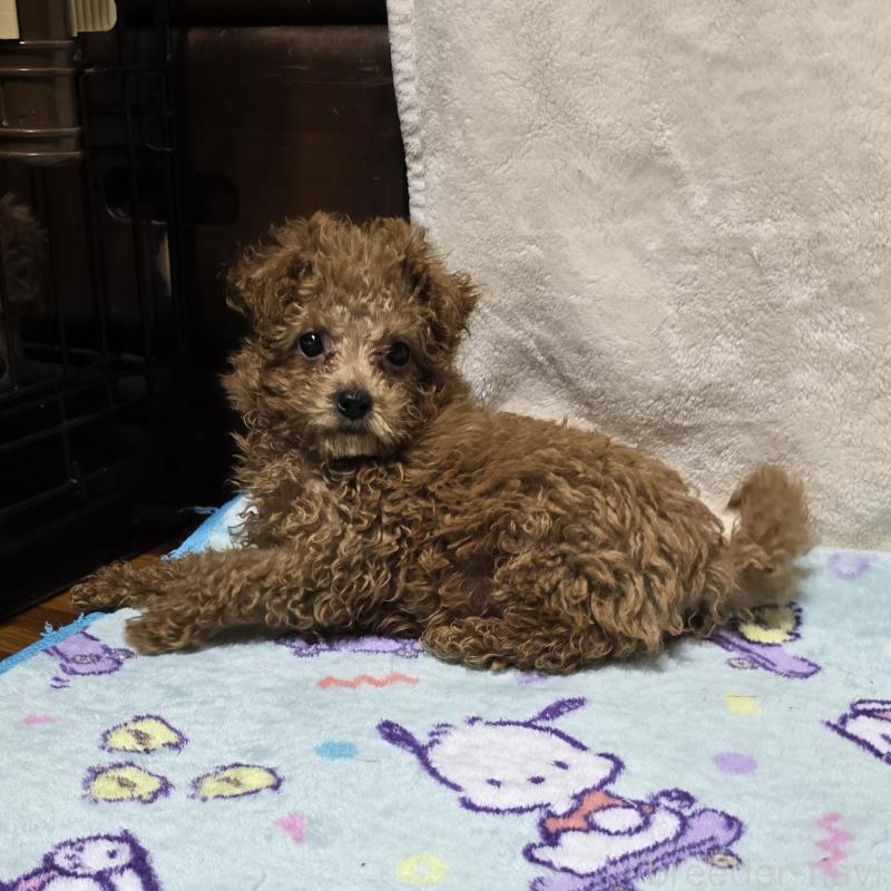 成約済の岡山県のトイプードル-419707の2枚目