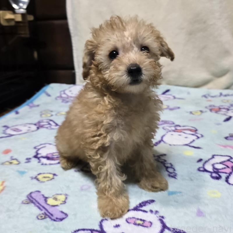 成約済の岡山県のトイプードル-422174の1枚目