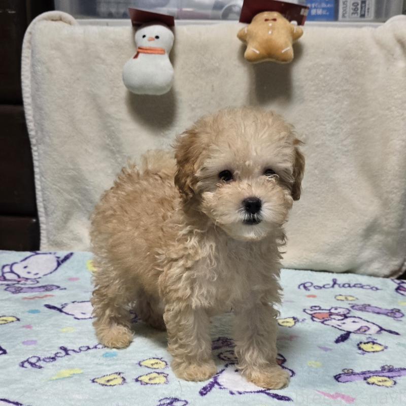 販売中の岡山県のトイプードル-422177