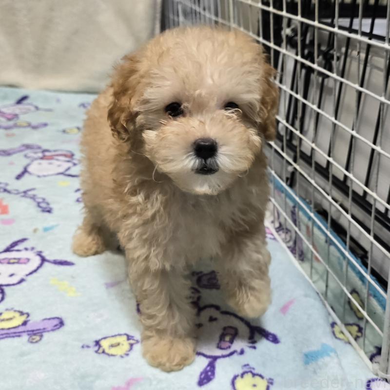 成約済の岡山県のトイプードル-422177の4枚目