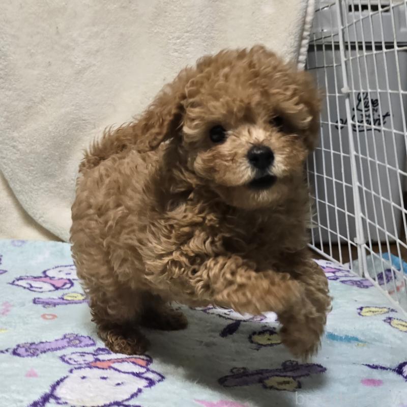 販売中の岡山県のトイプードル-425744