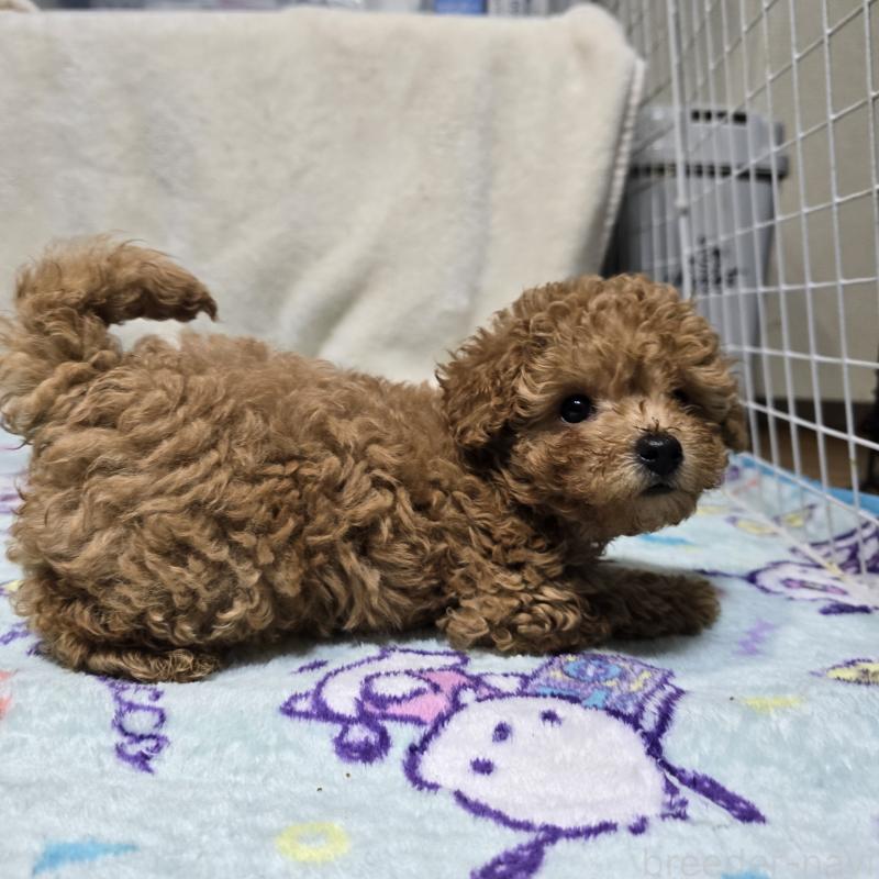 販売中の岡山県のトイプードル-425744の7枚目