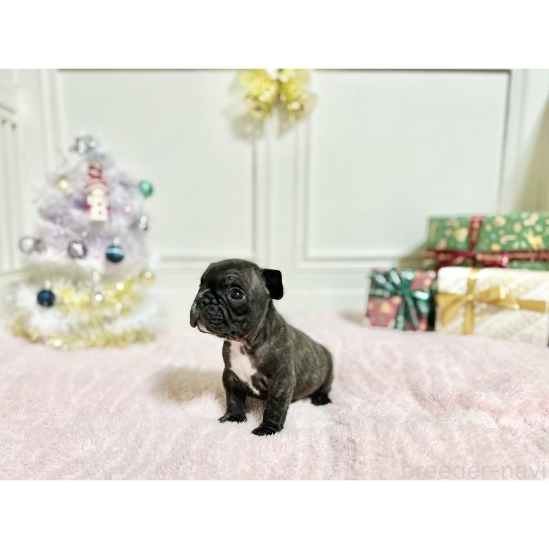 販売中の京都府のフレンチブルドッグ-432617の6枚目