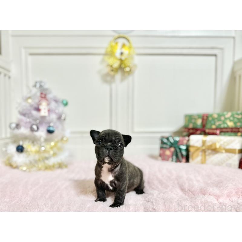 販売中の京都府のフレンチブルドッグ-432617の5枚目